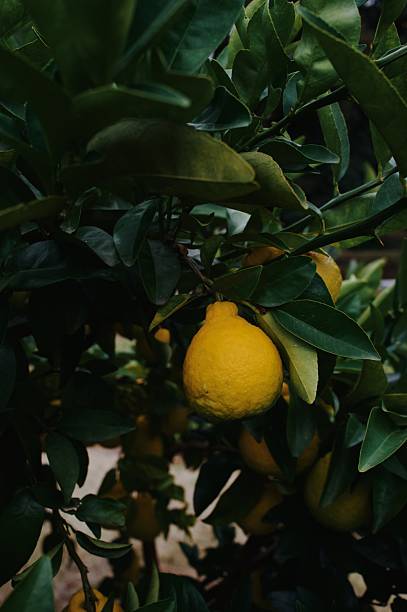 A single orange hanging off a leafy branch