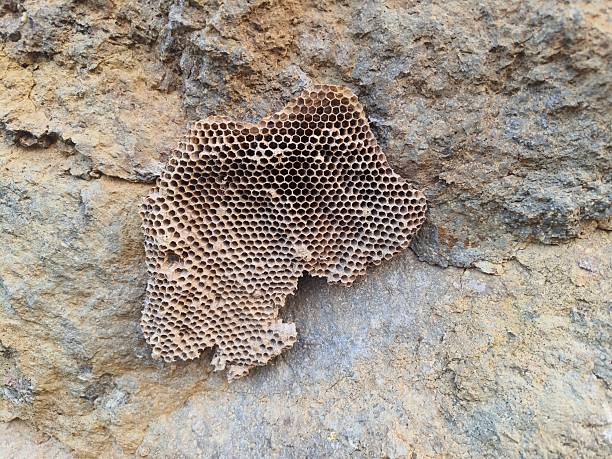 The image displays a piece of a wasp comb attached to a rocky surface