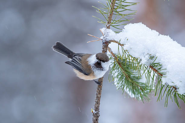 istock Siberian tit, Poecile cinctus 2249582588