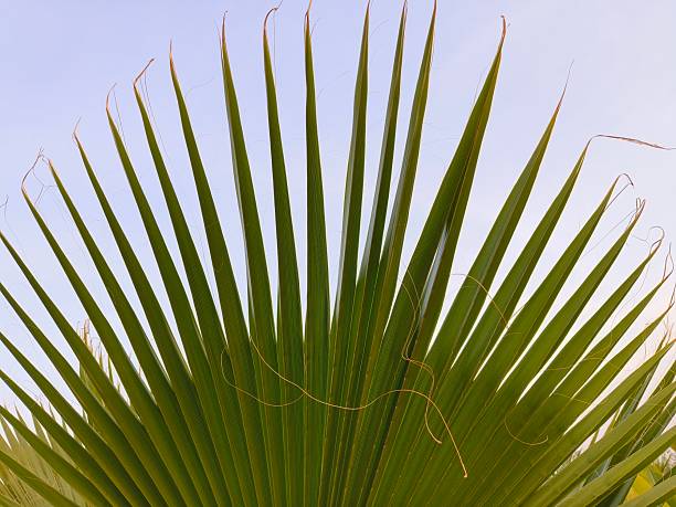 Palm leaf isolated on white background, summer concept, free space for text, clipping path included, real zise