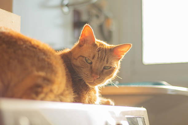 Horizontal pet portrait with copy space, ideal for domestic feline, animal behavior,  and pet care ads.