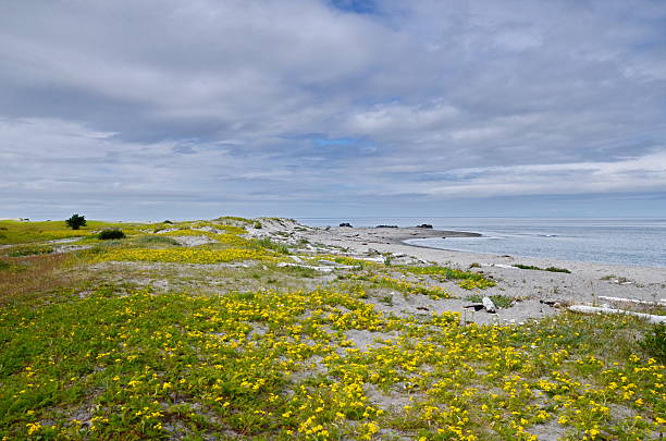 istock Dune tansy growing on a sand dune 2249587484