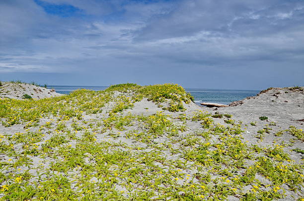 istock Dune tansy growing on a sand dune 2249587504