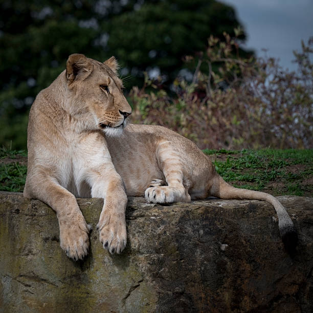 istock Female Lion at Rest on a Large Rock 2249588362
