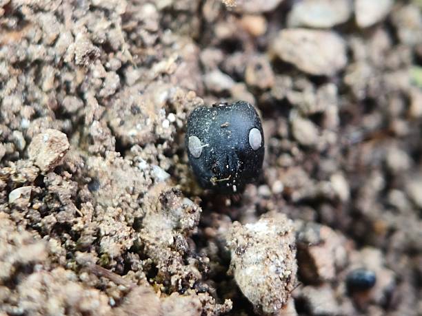 istock Head of carpenter ants 2249588841