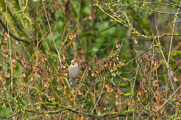 istock Hawfinch on a branch next to maple seeds, hawfinch eating brown seeds from a maple tree, autumn colors on the forest floor, Coccothraustes coccothraustes 2249591231