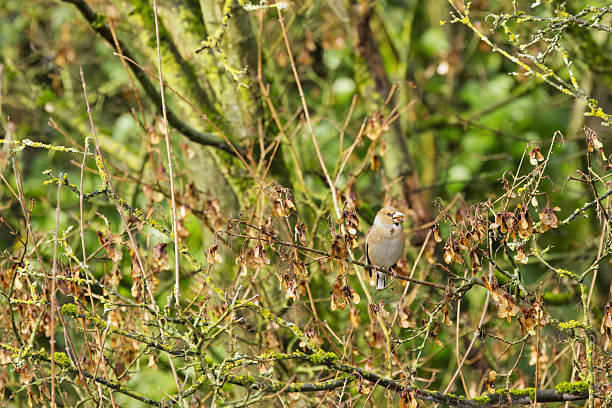 istock hawfinch eating brown seeds from a maple tree, autumn colors on the forest floor, Coccothraustes coccothraustes, hawfinch on a branch next to maple seeds 2249591450