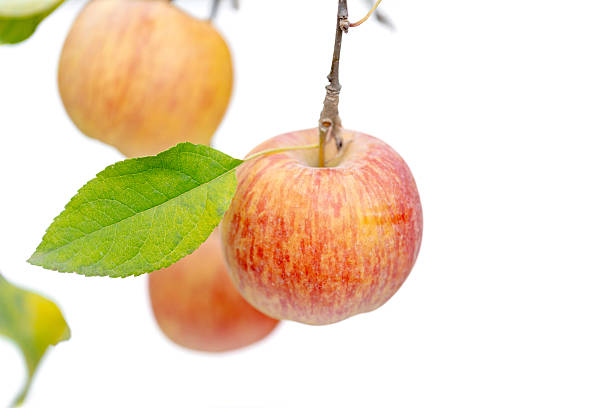 istock A ripe apples on the tree branches with yellow autumn leaves, isolated on a white background. 2249591540