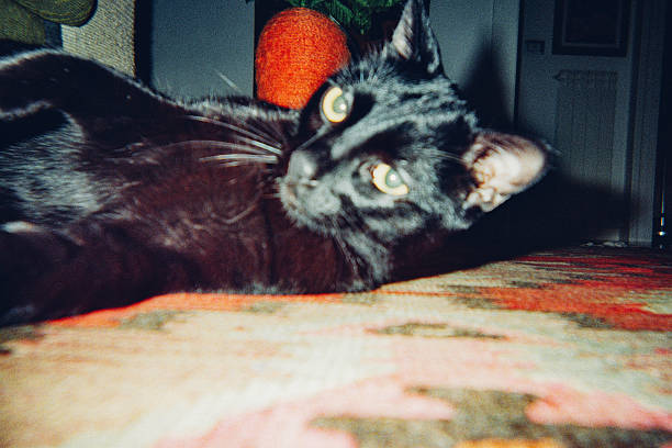A sleepy cat reclines on a patterned blanket, captured in a quiet, intimate moment. The image highlights comfort, texture, and the natural relaxed posture of the animal.