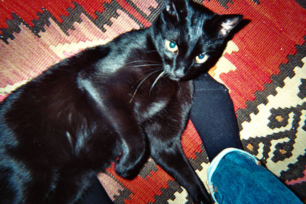 A curious black cat sits atop a richly colored rug indoors, creating a lively contrast in texture and tone. The moment captures the playful presence of a household pet.