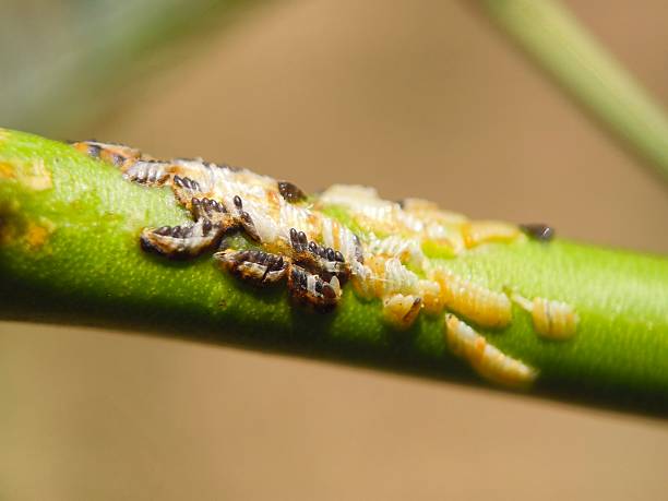 istock Nymphs of the Asian citrus psyllid 2249594190