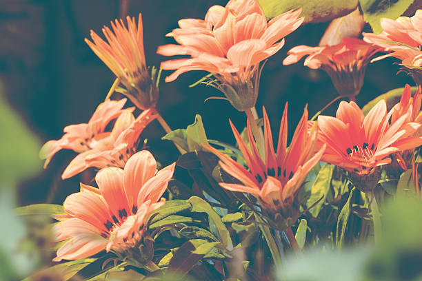 Background of flowers in the garden in vintage and retro tones