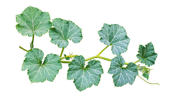 istock Pumpkin branches and leaves on a white background 2249599941