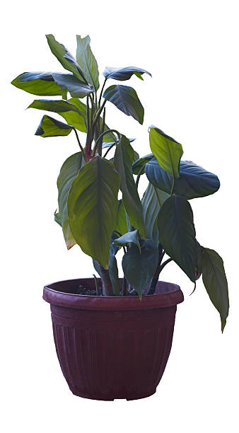 A large-petaled flower is planted in a pot.