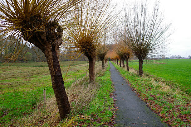 Pollard willows (Salix species) line a narrow, paved path through a rural landscape. Each tree displays a distinctive crown of trimmed branches, typical of pollarding
