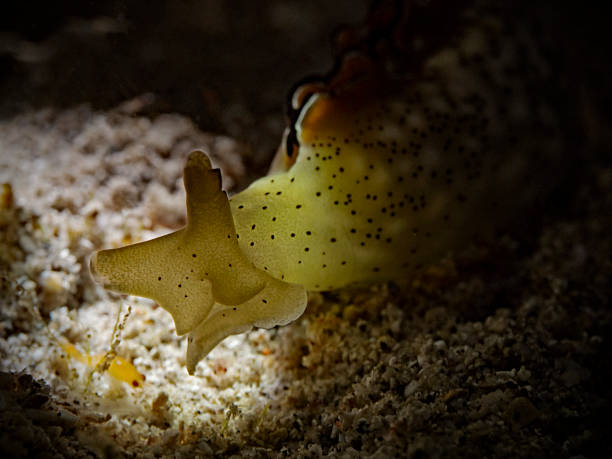 Ornate Sapsucking Slug - Elysia marginata - Dekor-Saftsauger