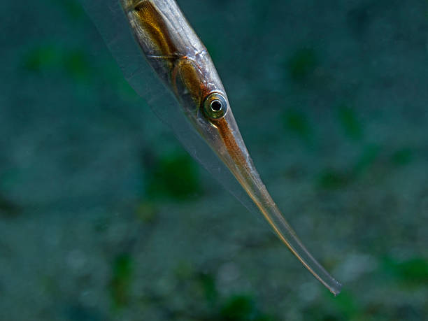 istock Rigid Shrimpfish - Centriscus scutatus - Steifer Schnepfenmesserfisch 2249602220