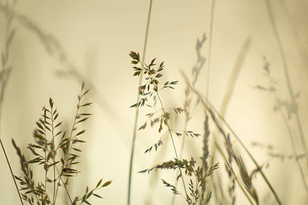 Autumn grass in a forest at sunset. Macro image, shallow depth of field. Beautiful autumn nature background