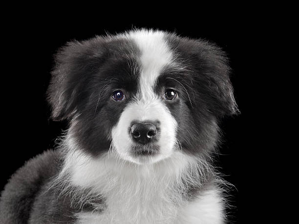 istock Portrait of Belgian Shepherd dog on black backdrop 2249605528