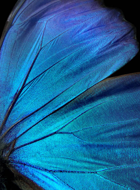 istock Wings of a butterfly Morpho texture background. Morpho butterfly 2249606336