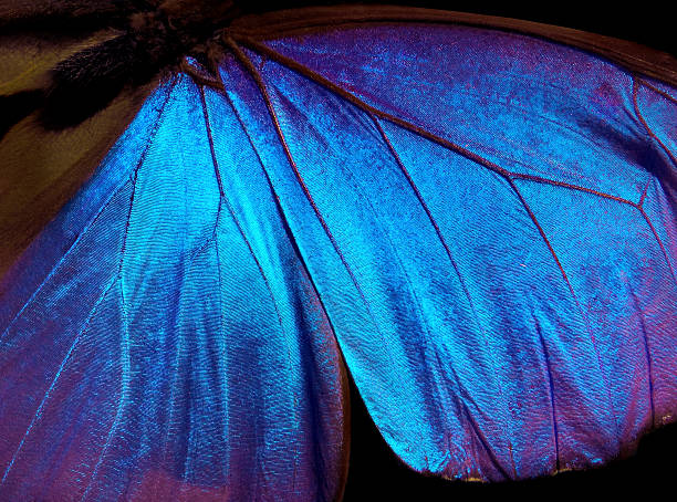 istock Wings of a butterfly Morpho texture background. Morpho butterfly 2249606382