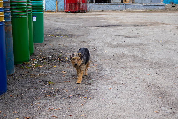 Aggressive brown dog baring teeth outdoors