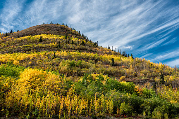 Fall colors on a hillside, Kluane National Park, Yukon, Canada