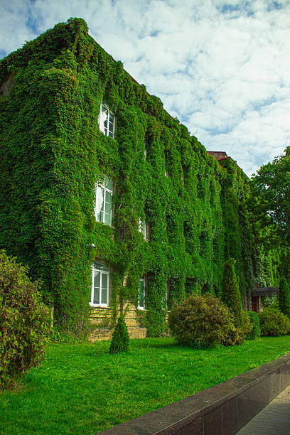 istock Green Ivy-Covered House Surrounded by Lush Vegetation in Belarus 2249609284