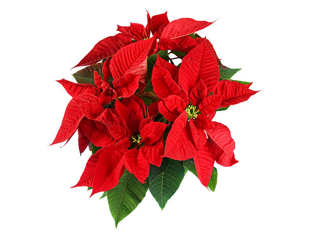 istock close up on poinsettia flower isolated on white background 2249610128