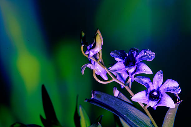 Vanda Coerulea, Blue Vanda, Blue Orchid
