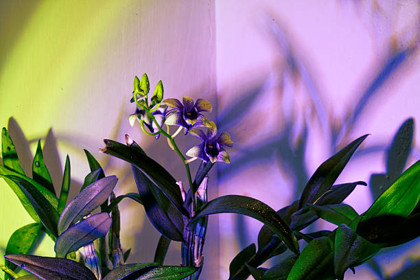 Studio Shot: Vibrant Pink Orchid with Water Droplet Against a Striking Multi Colored Background