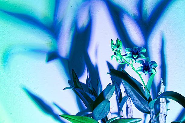 Studio Shot: Vibrant Pink Orchid with Water Droplet Against a Striking Blue Background