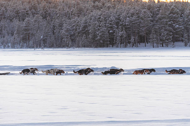 istock Sled-dogs running on snowy trail, Sweden 2249610656