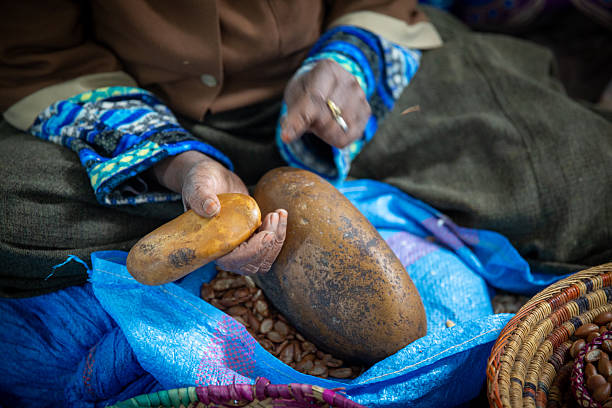 Close view of mature agriculturalist displaying selection of edible nuts native to Australia.