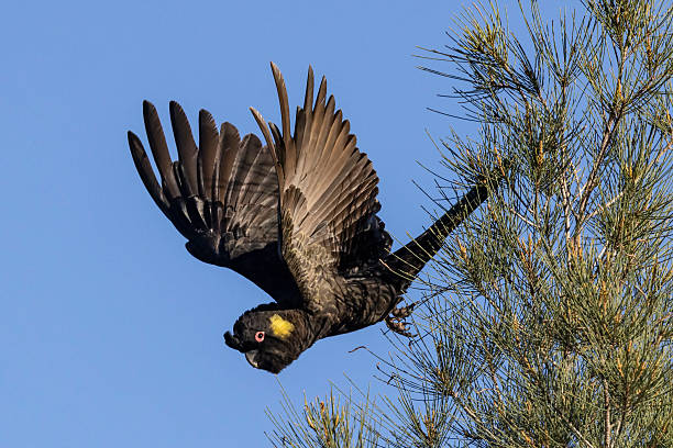 istock Yellow-tailed Black Cockatoo 2249613736