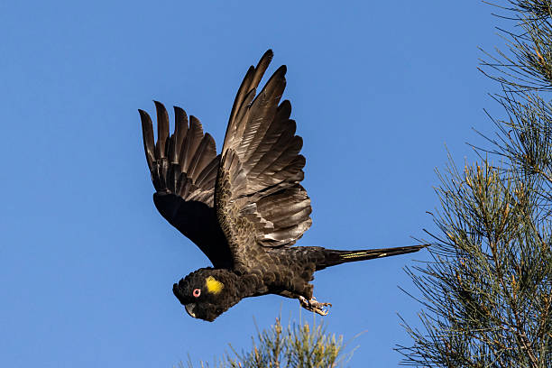 istock Yellow-tailed Black Cockatoo 2249613737