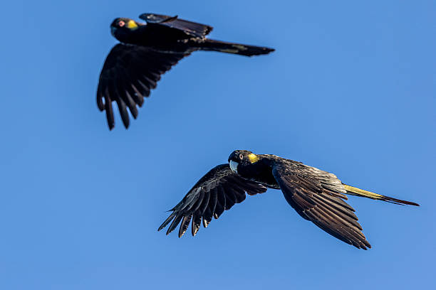 istock Yellow-tailed Black Cockatoo 2249613997