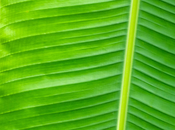 istock close up on green banana tree leaf as background 2249614840