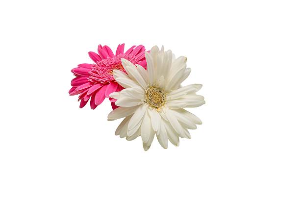 Flower head of the transvaal daisy in a white background.