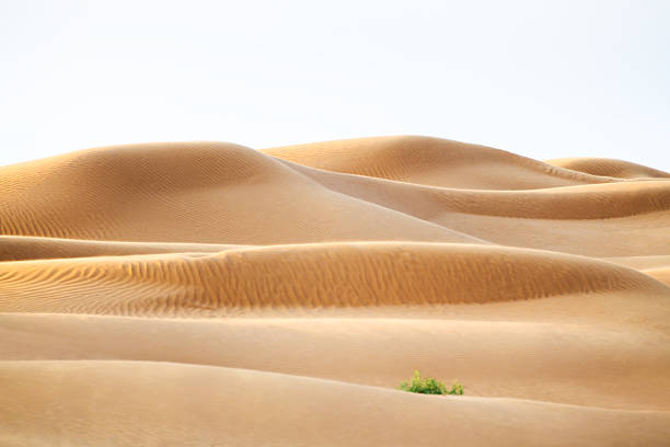 Sand dunes in the desert at sunset. Green plants on the yellow sand. Beautiful summer landscape. Selective focus