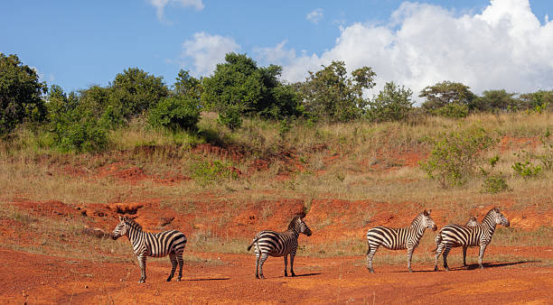 Zebras in Akagera park, Rwanda
