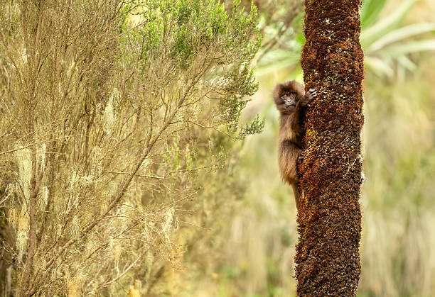 istock Curious juvenile Gelada monkey perched on tree in Simien Mountains National Park, Ethiopia 2249616755