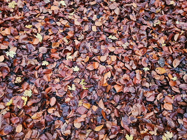 dark red leaves covering the ground in a forest after getting wet from rain