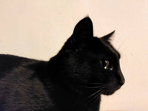 istock Black cat side portrait closeup 2249618514