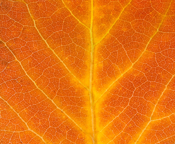 istock close up on red autumn aspen leaf texture 2249619890