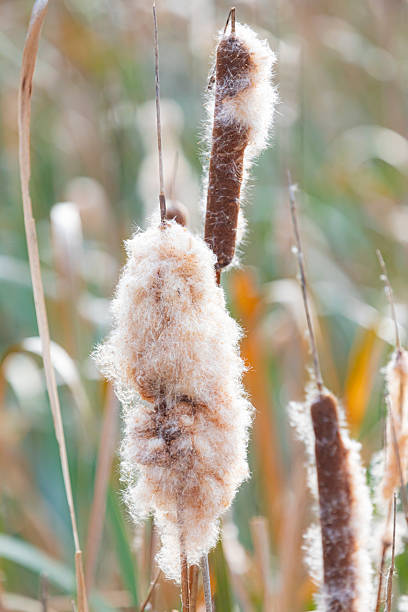 Typha latifolia in close range.