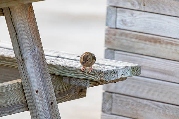Fringilla coelebs in Montserrat mountain picnic area, with parasitic acari on the feets.