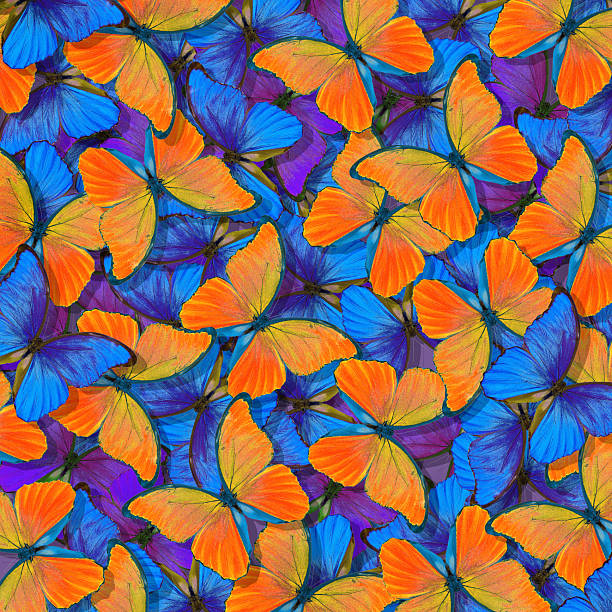 istock morpho butterfly texture background. blue and orange natural abstract background. butterfly wings in flight 2249620598
