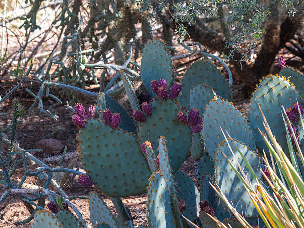 istock Prickle Pear Cactus with purple fruit buds 2249621287