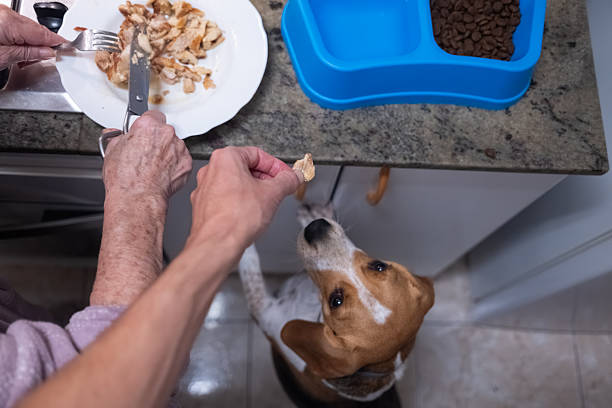 istock Person feeding chicken to beagle in kitchen 2249622666